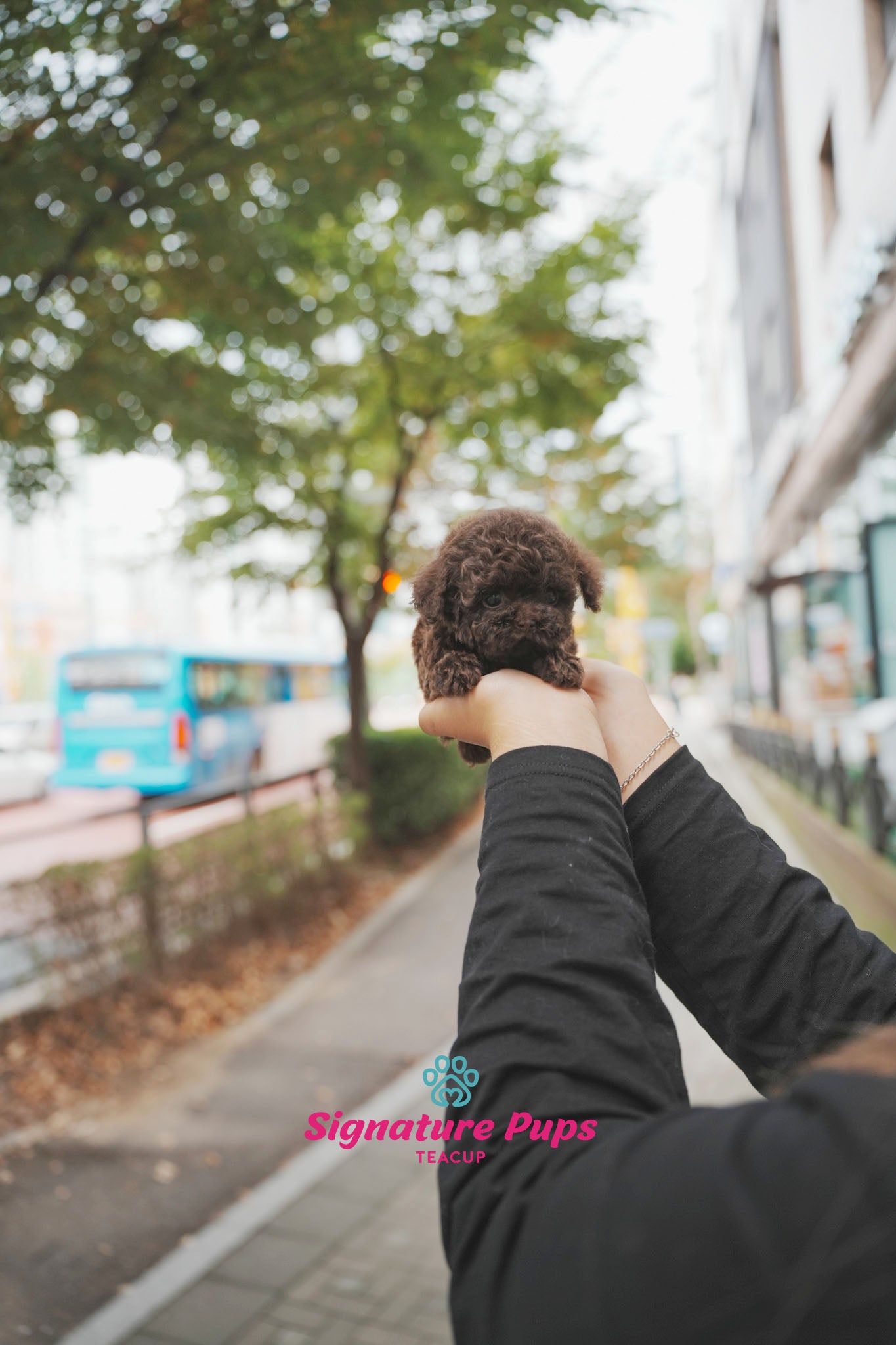 Choco Poodle - Latte