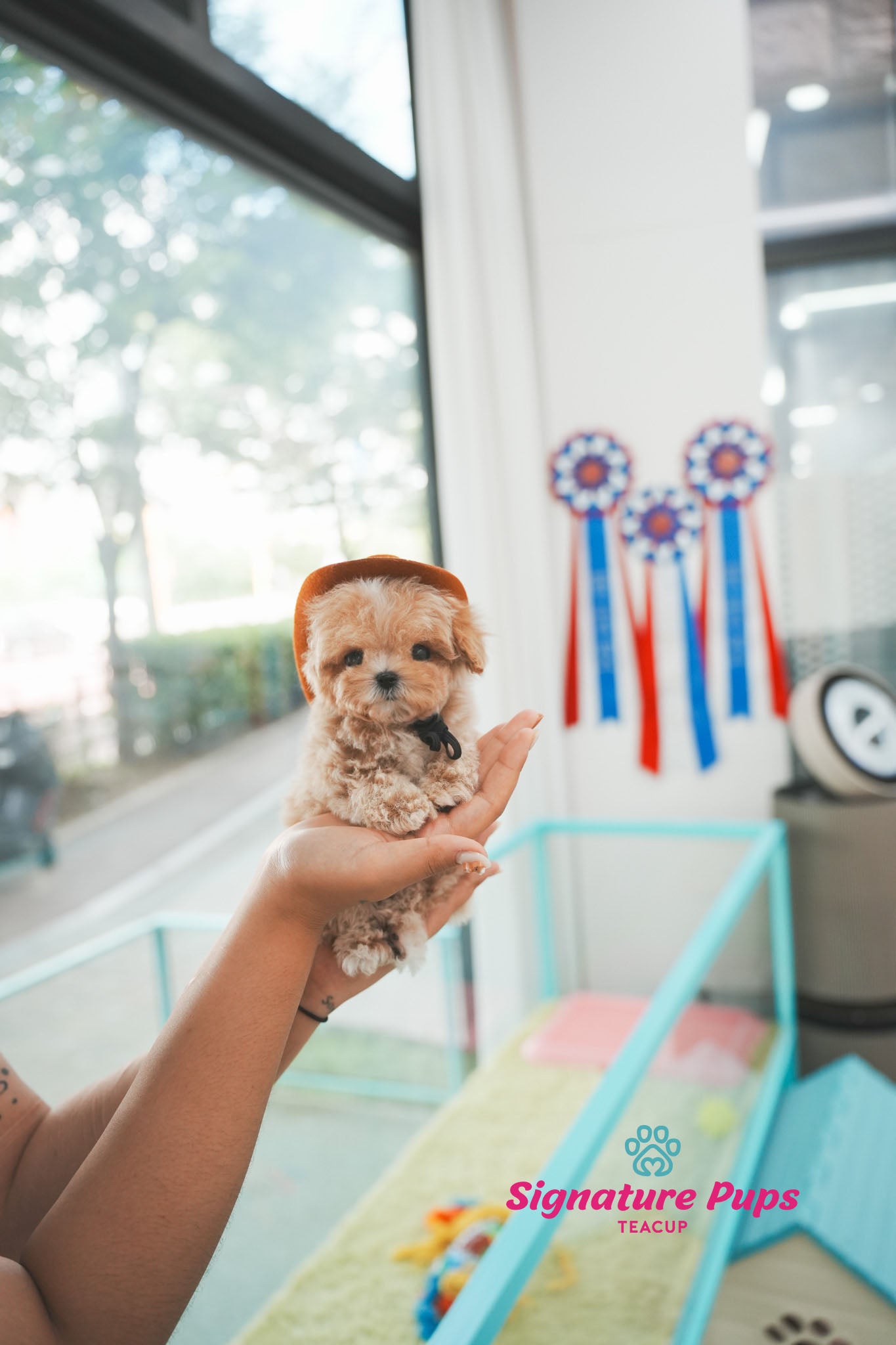 Maltipoo - Luffy