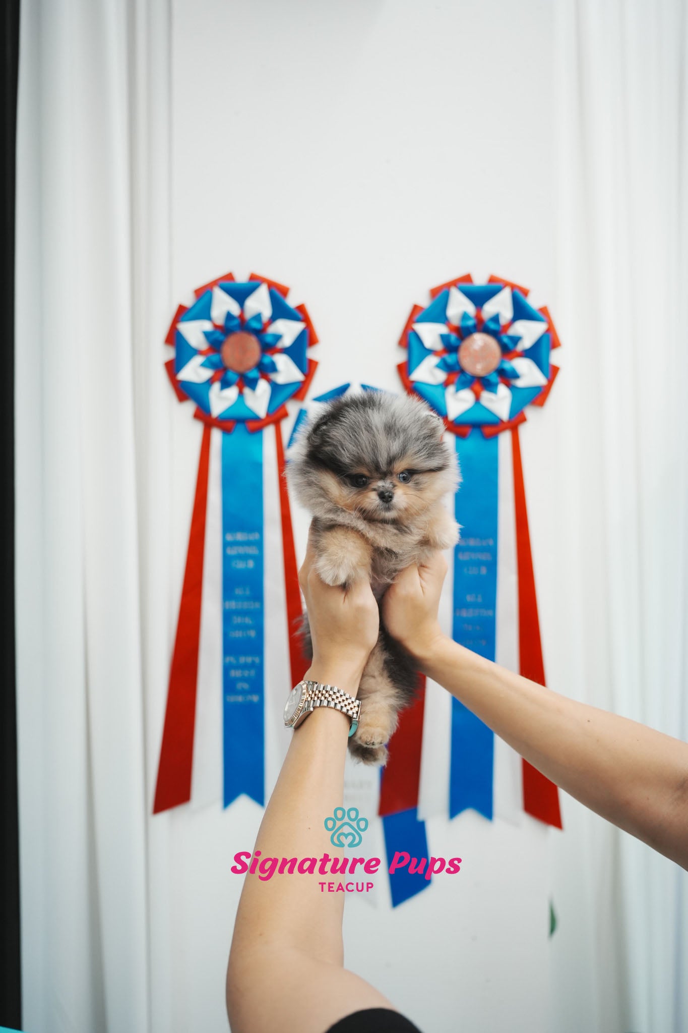 Blue Merle with blue eye Pomeranian - Mac