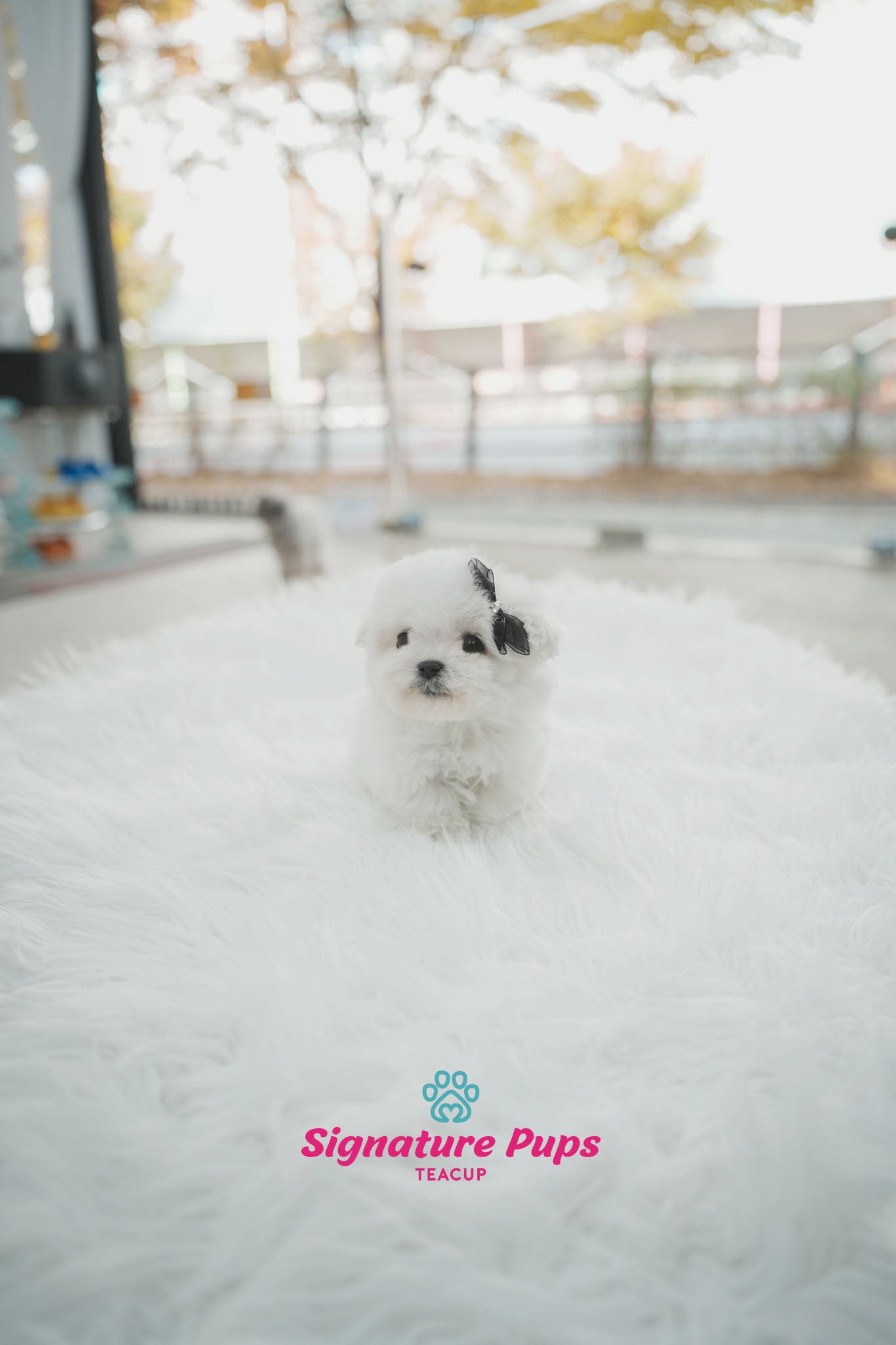 Mini Bichon Frise - Poki