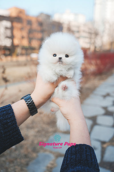 Pomeranian -  Gucci