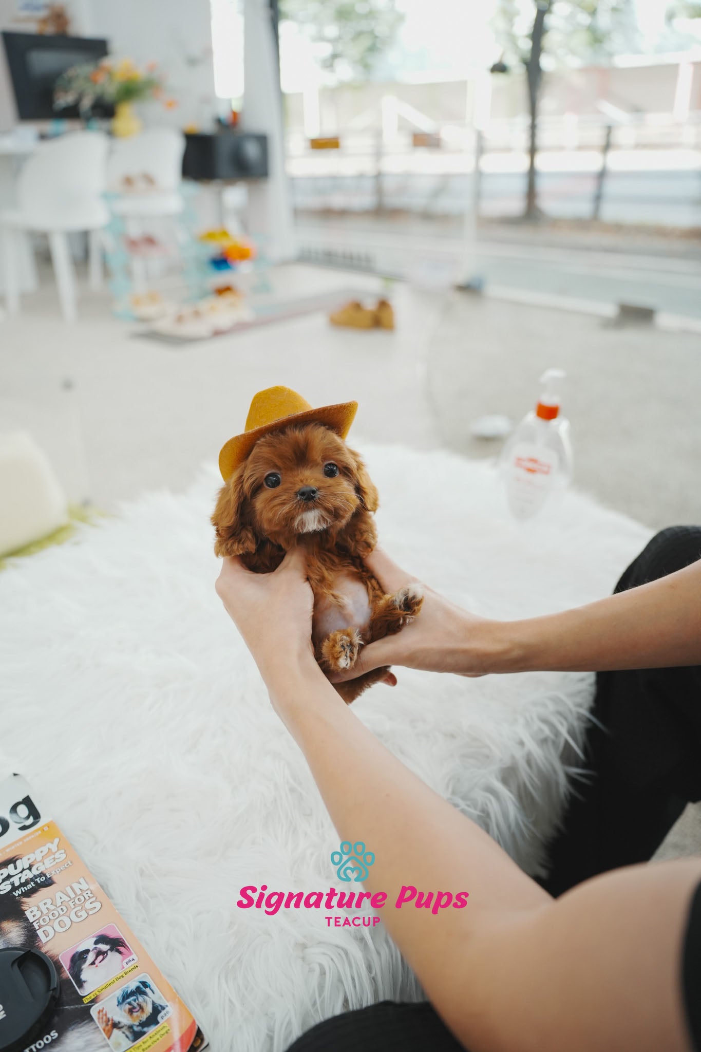 Cavapoo Cookies 7 month Old Cavapoo - Cookie – Signature Teacup Pups