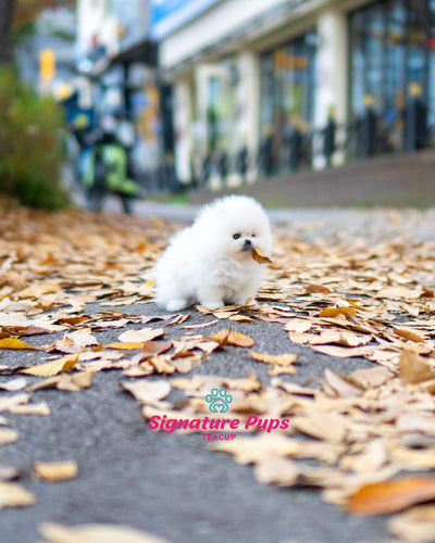 White Pomeranian - Winston