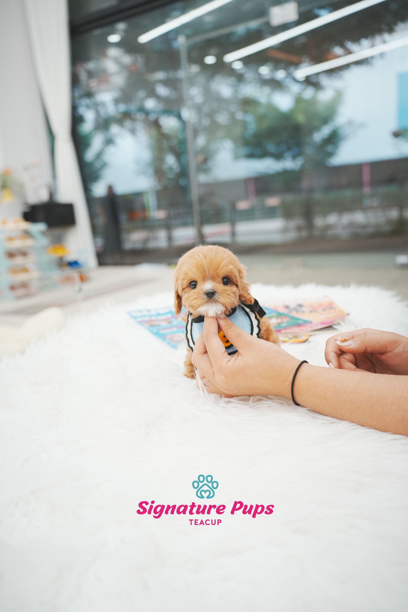 Mini Cavapoo - Diesel