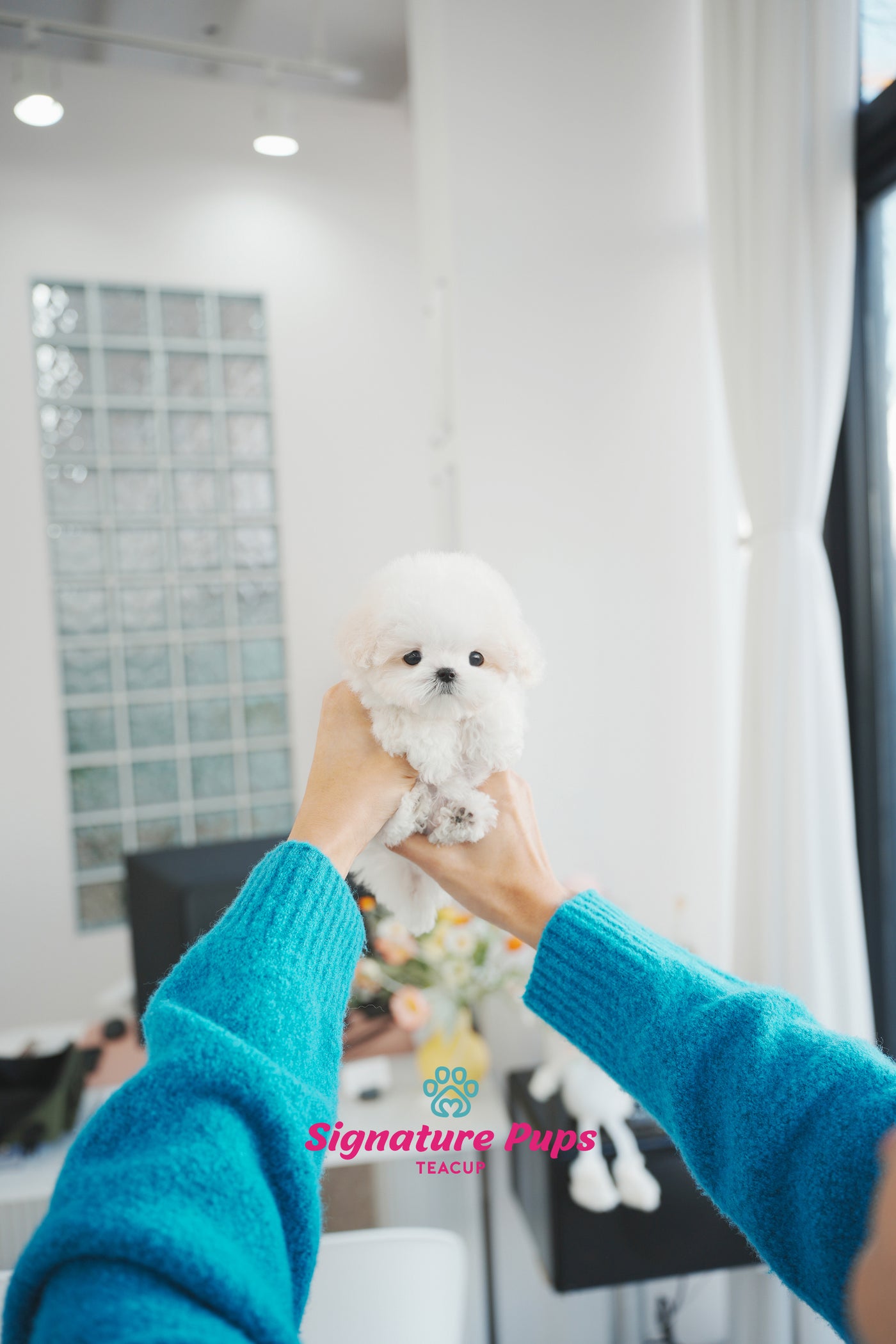 White Maltipoo - Teo