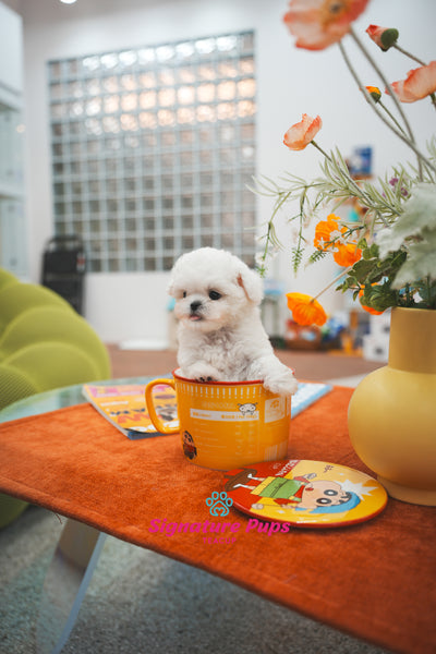 Bichon Frise - Bruno(Reserved to Toronto)