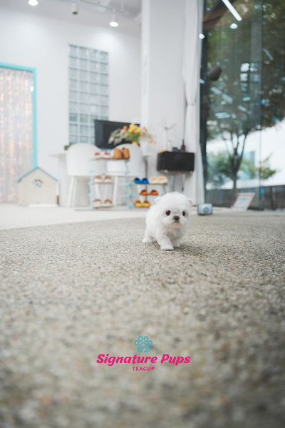 Maltese - Chu