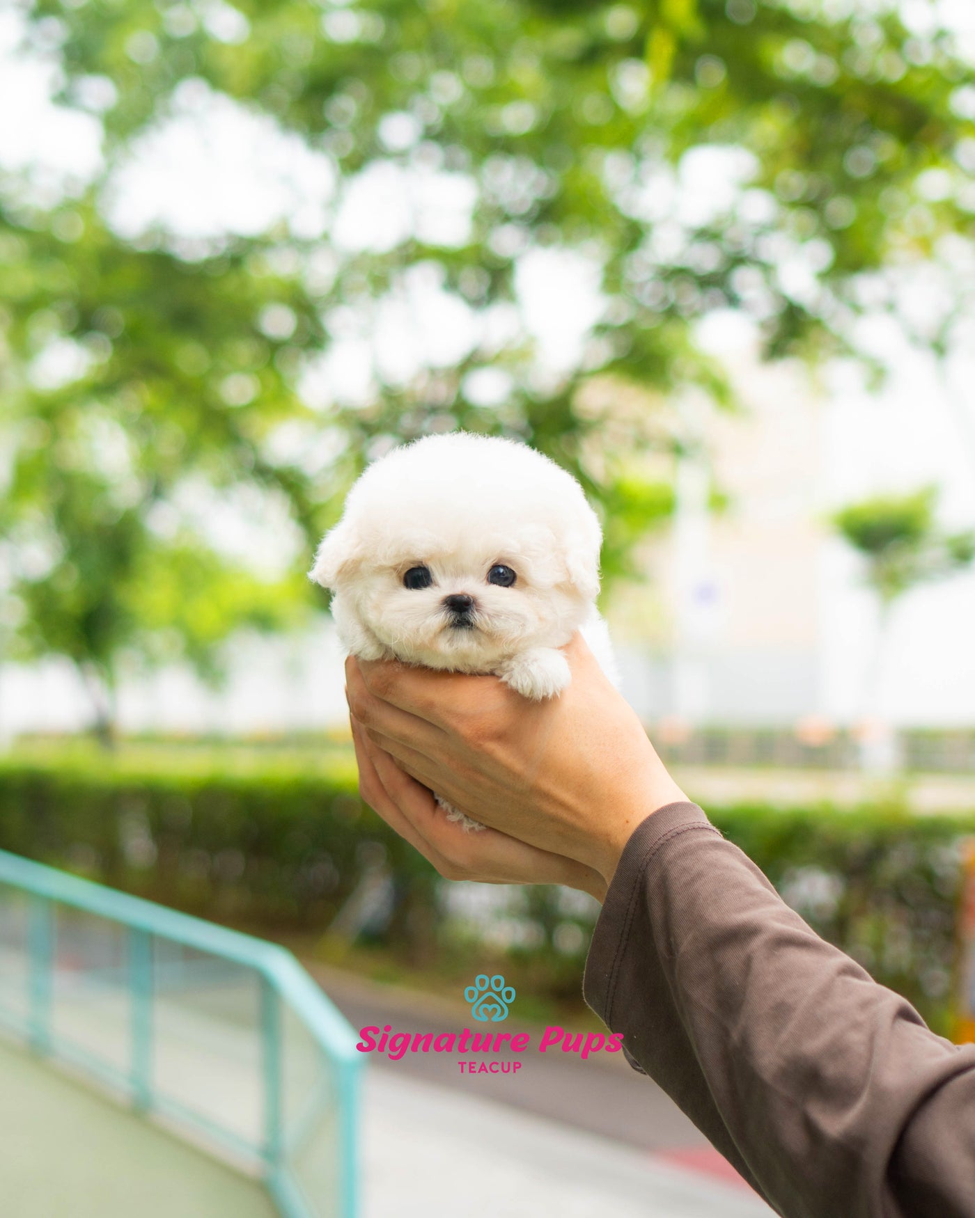 Bichon Frise - Dior