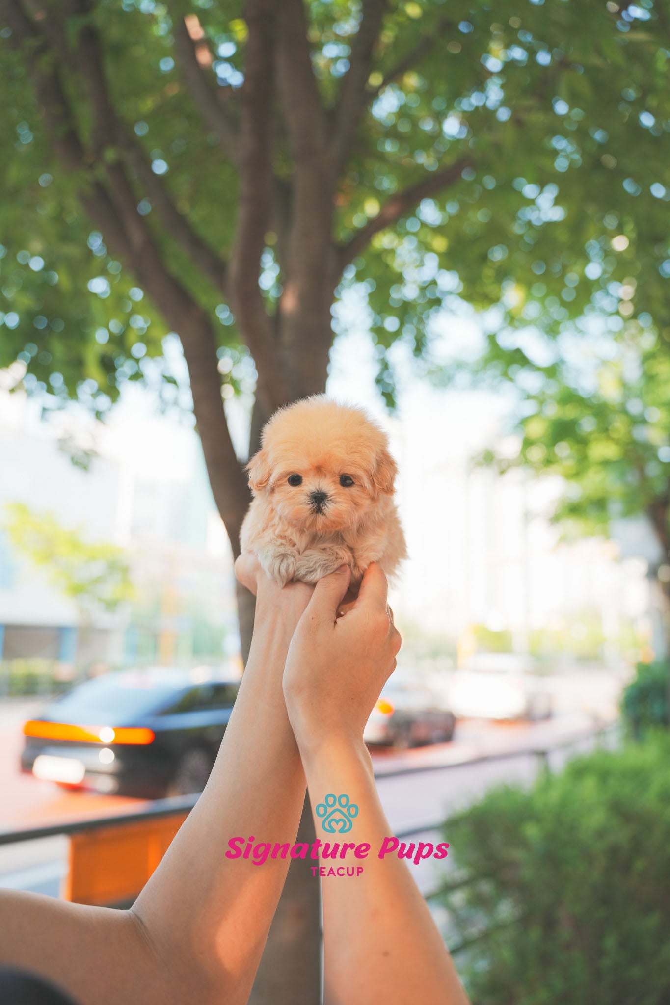 Maltipoo - Daisey (Reserved to Miami)