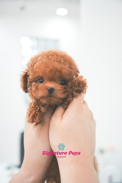 Red Poodle - Mocha