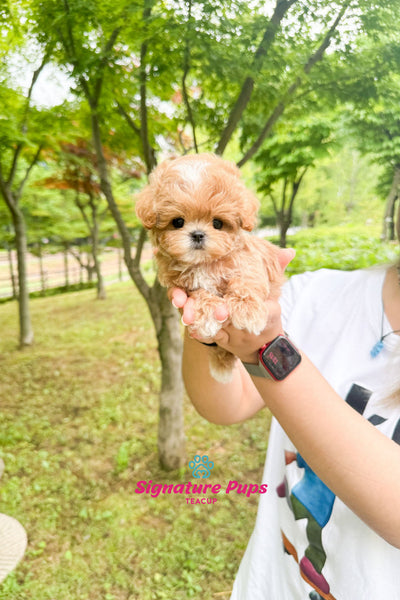 Maltipoo - Teo