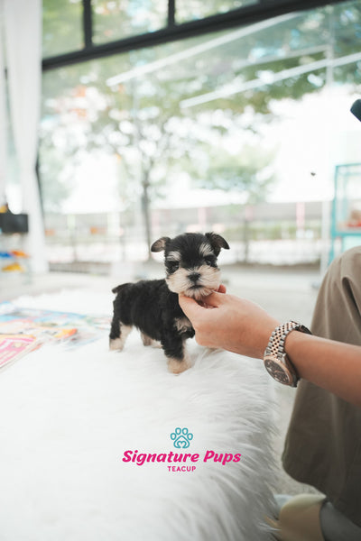 Miniature Schnauzer - Oscar