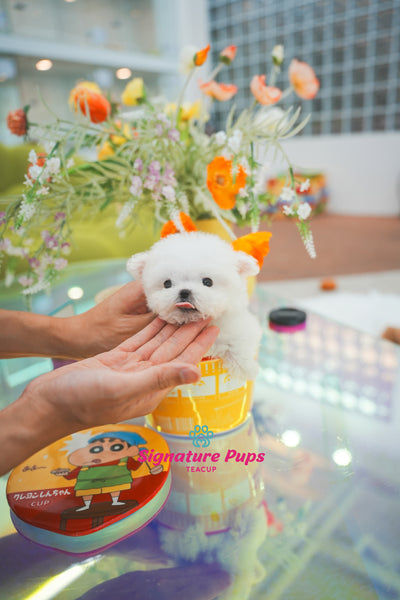 Bichon Frise - Sugar