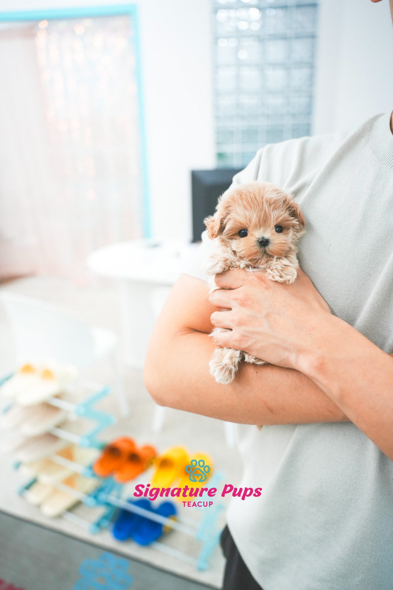 Maltipoo - Sunny