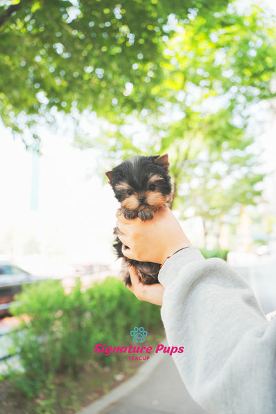 Yorkshire Terrier - Clair