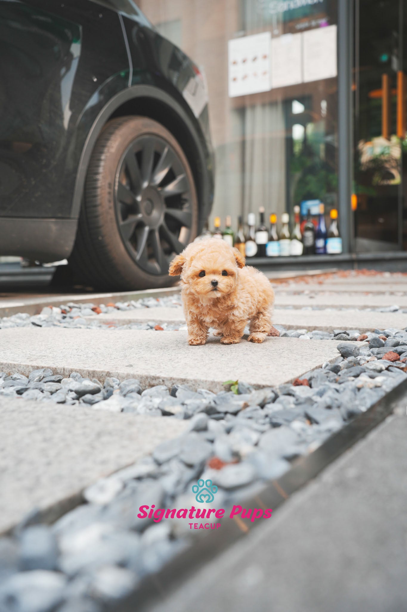 Cream Poodle - Kai