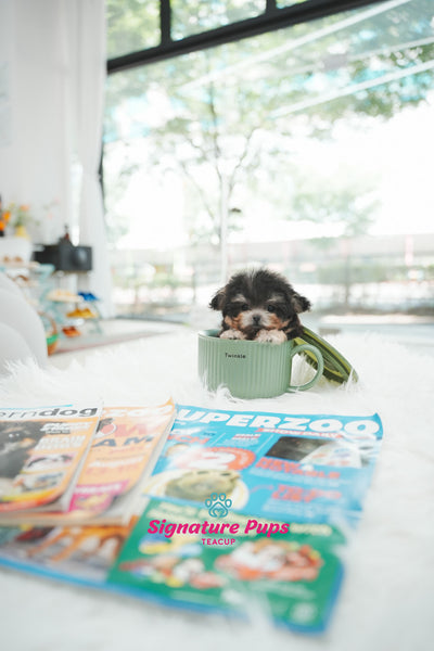 Silver tan Poodle - Coco