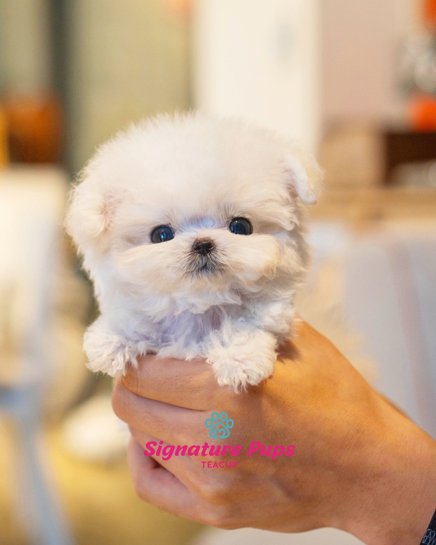 Micro Bichon Frise - Mochi