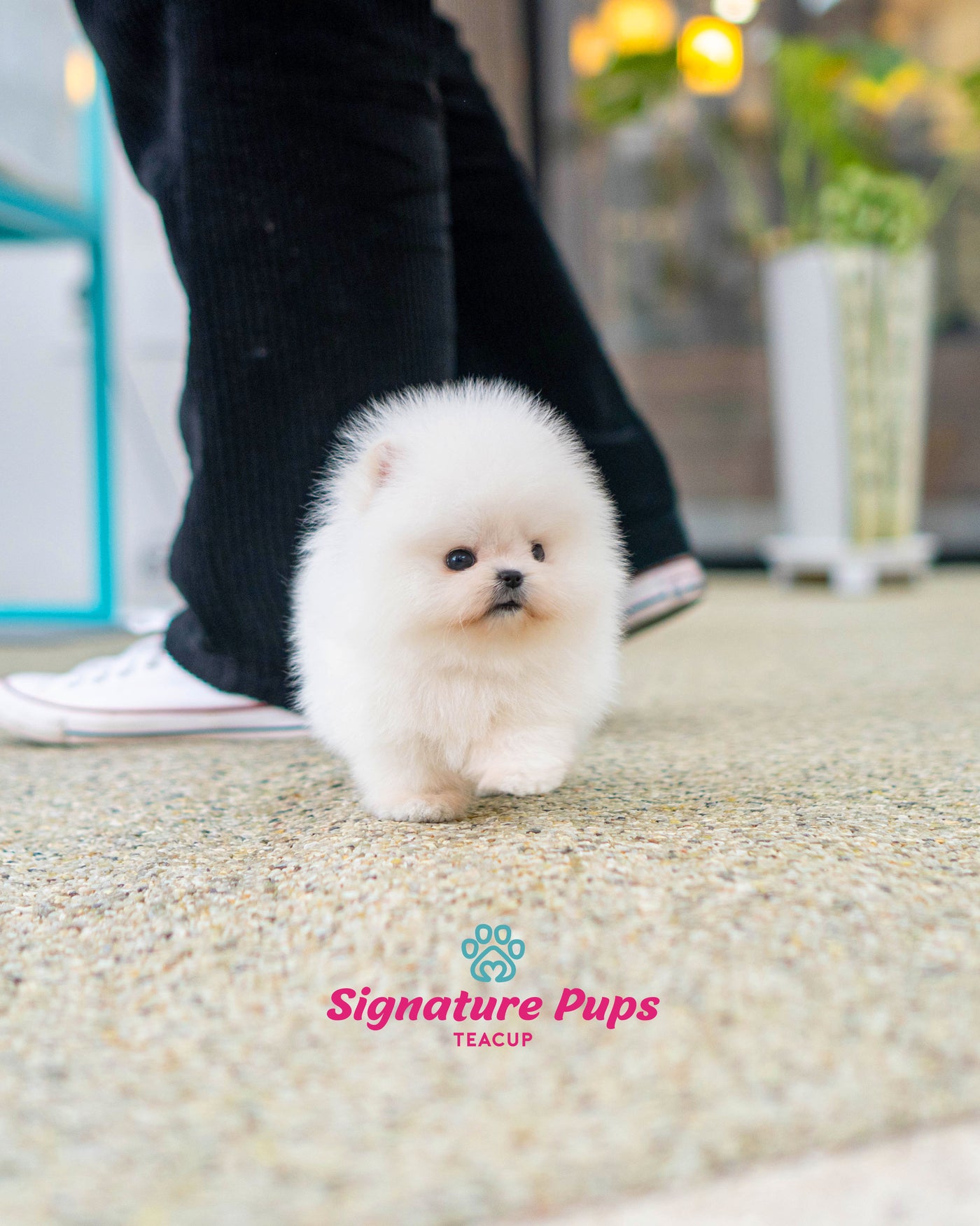 White Pomeranian - Birdie