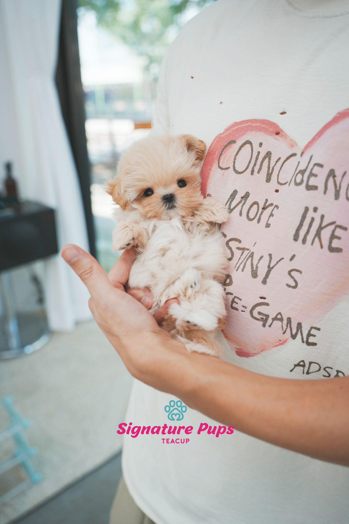 Maltipoo - Sena (Reserved to Chicago)