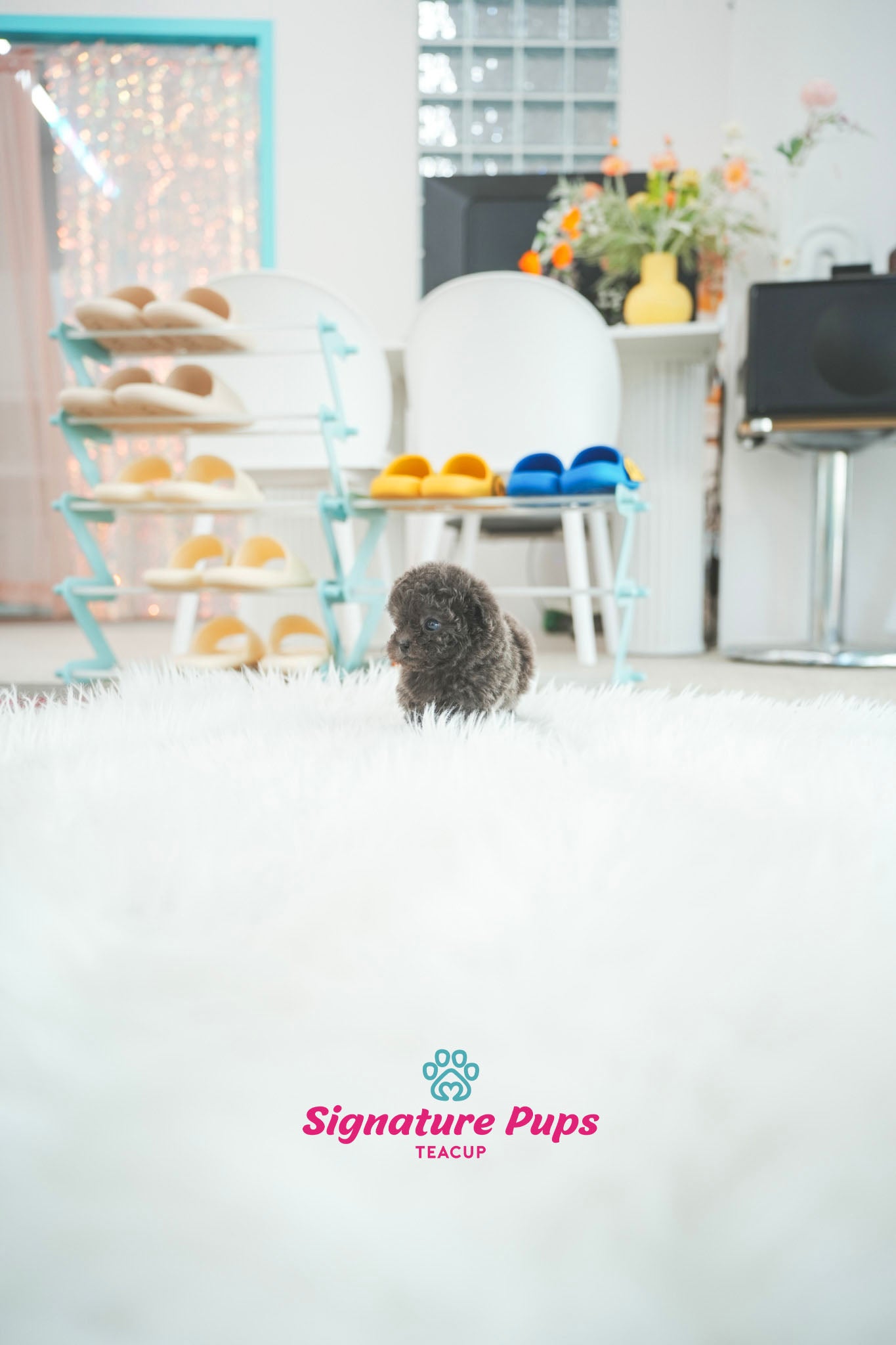 Blue Poodle - Apollo (Reserved to Dallas)