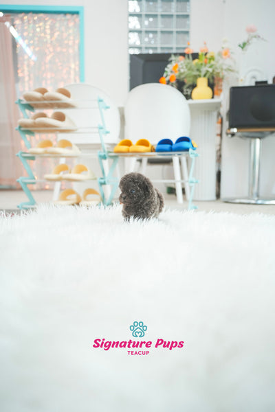 Blue Poodle - Apollo (Reserved to Dallas)