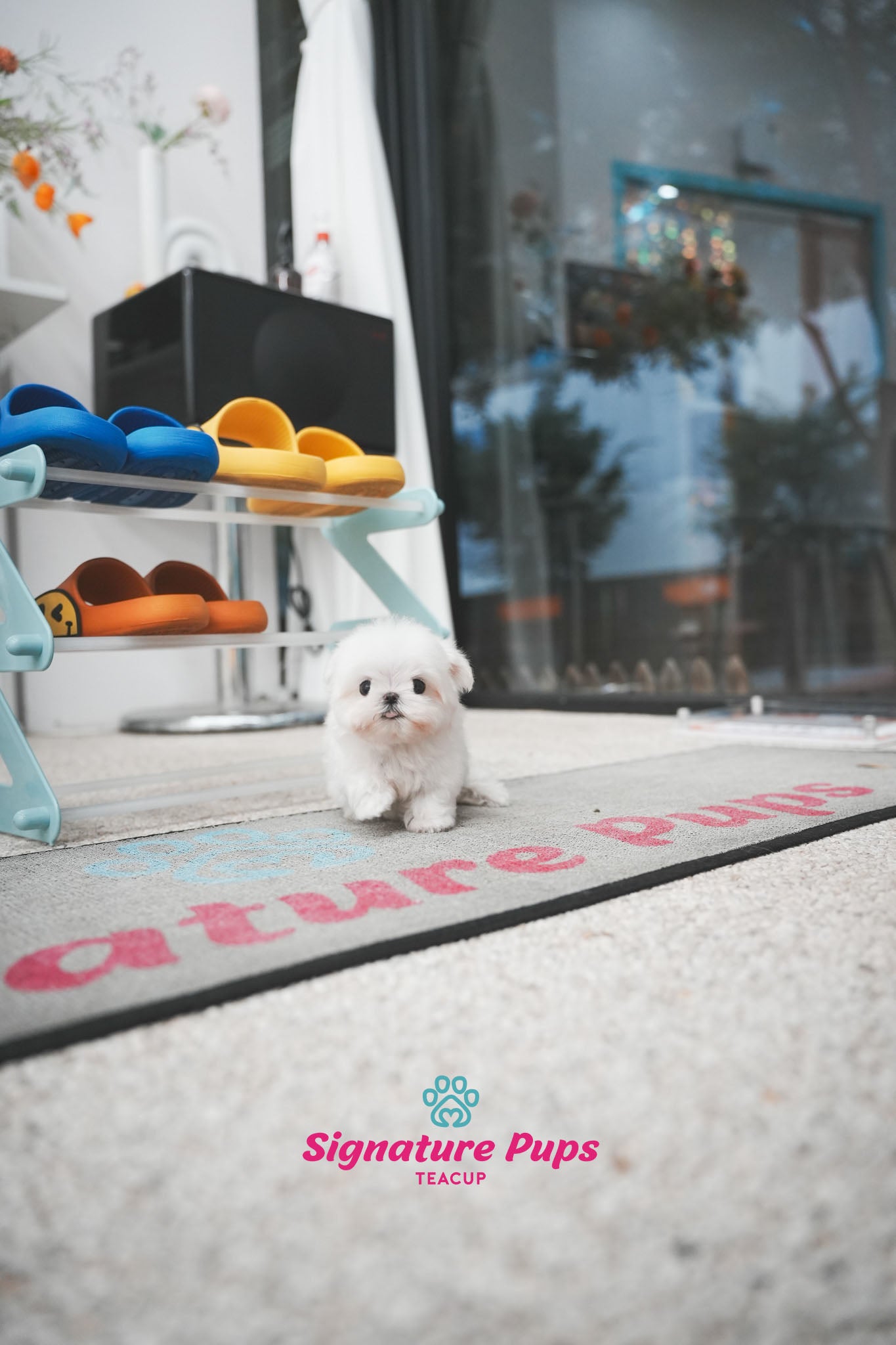FCI Pedigree Maltese - Teo