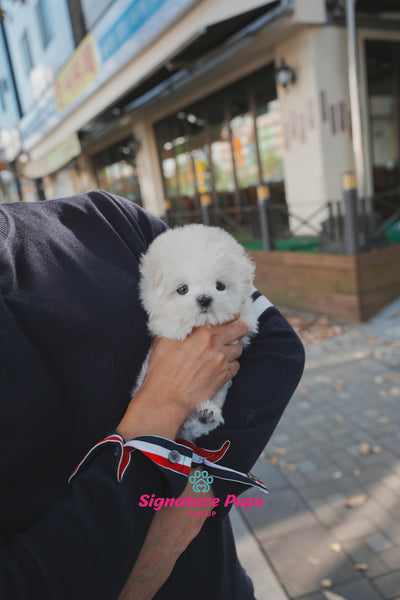 Blue eyes Bichon Frise - Moose