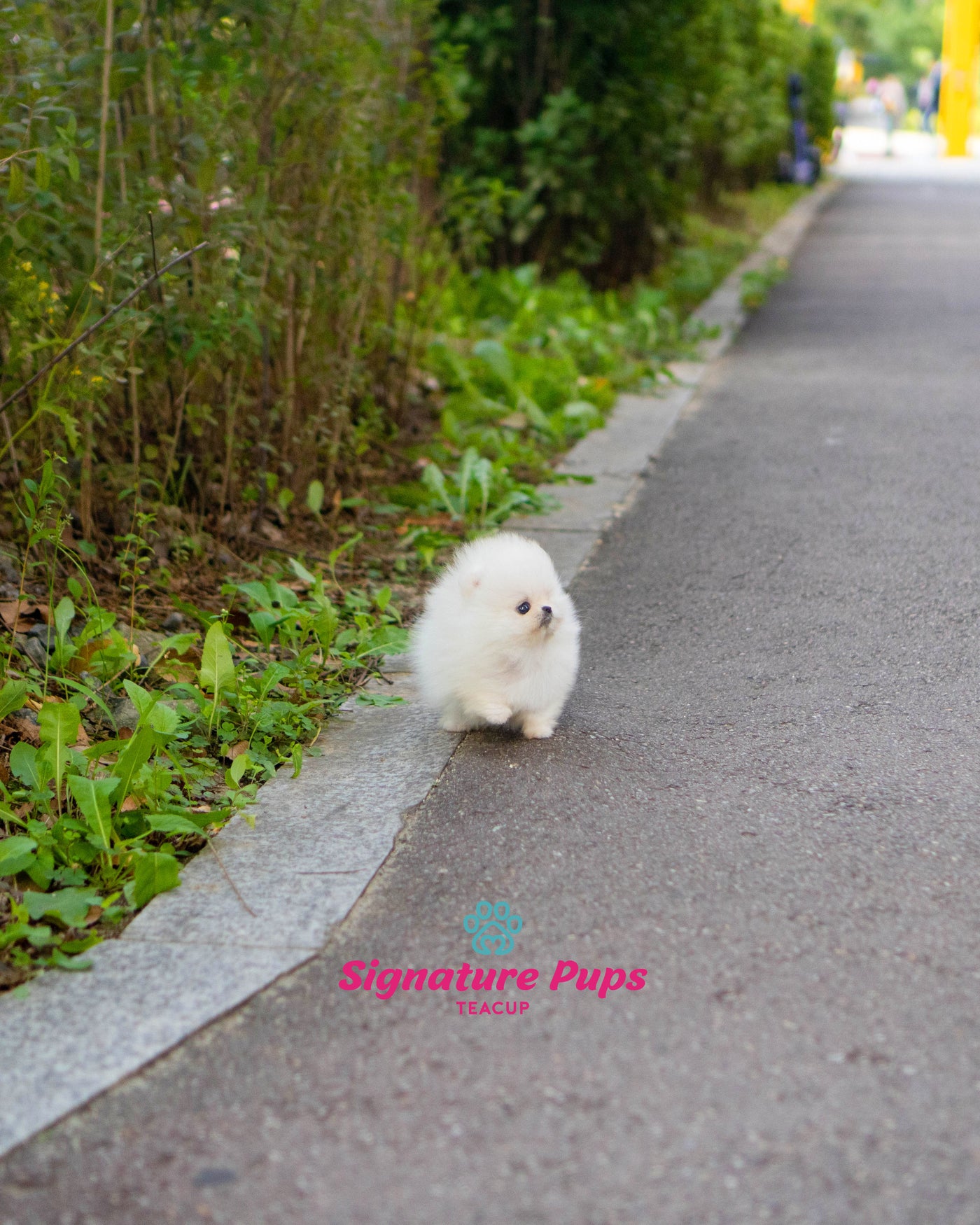 White Pomeranian - Sydney (Reserved to Dubai)