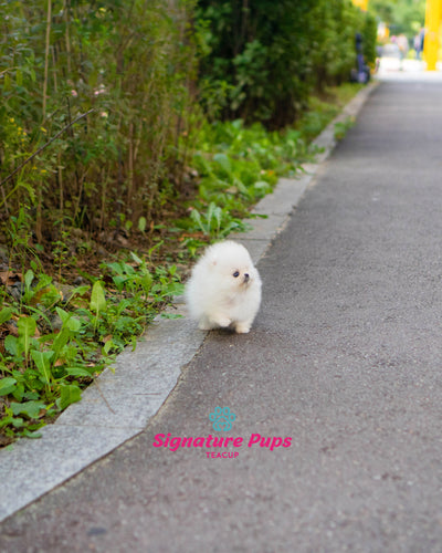 White Pomeranian - Sydney (Reserved to Dubai)
