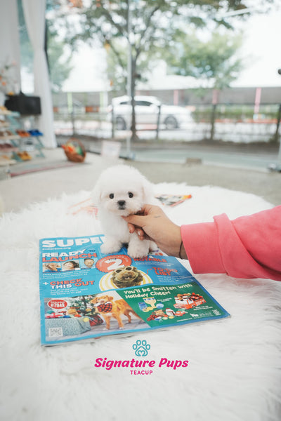Bichon Frise - Bo