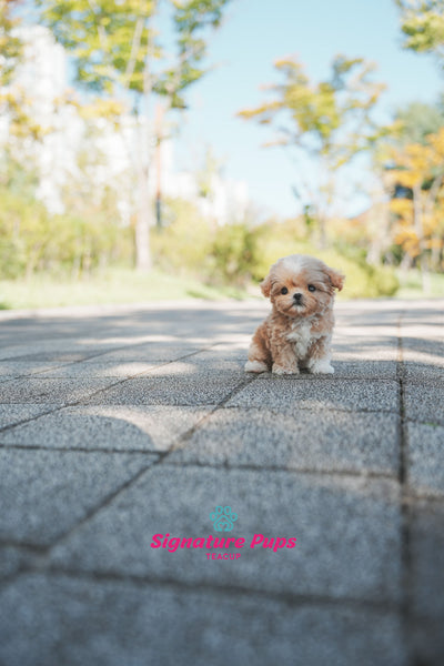 Maltipoo - Jin