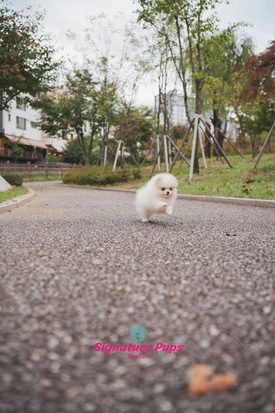 Parti Pomeranian - Shasha