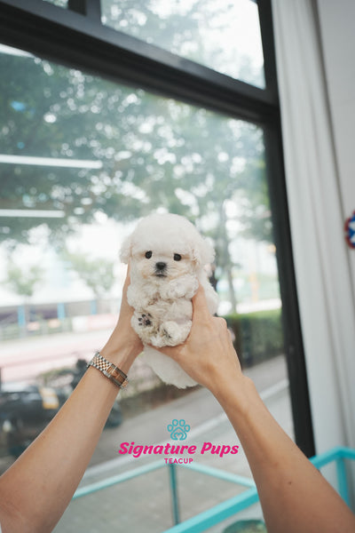 Mini Bichon Frise - Leo
