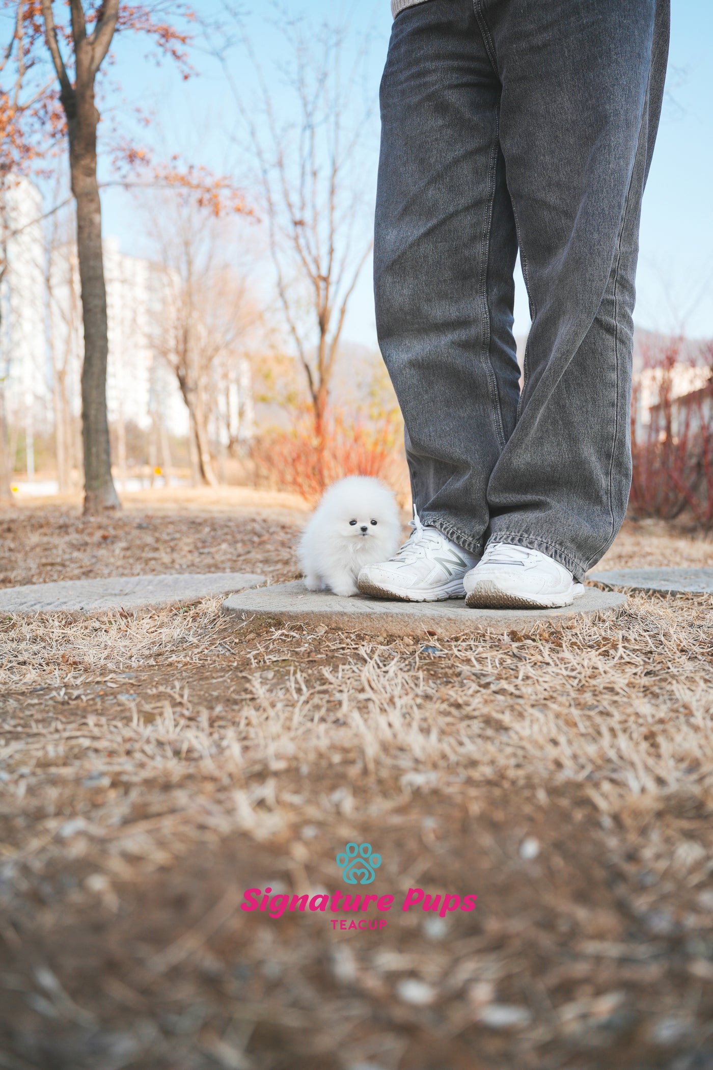 Micro size Pomeranian - Kai