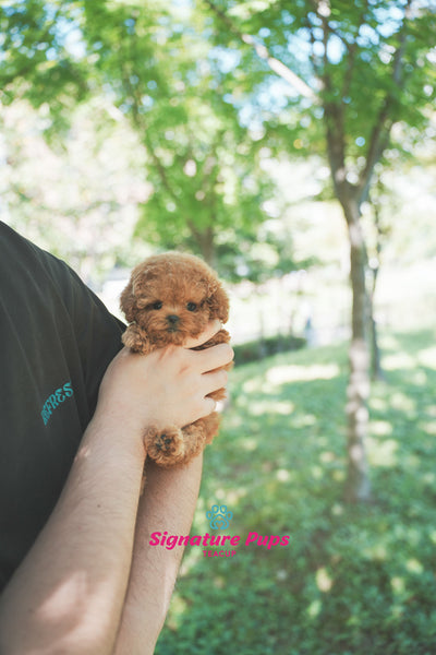 Poodle - Bella