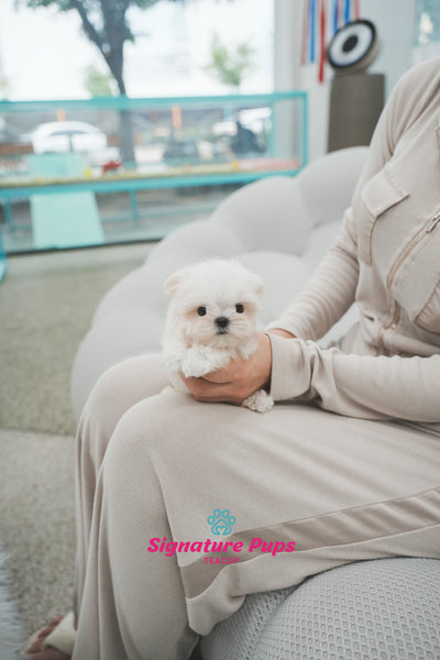 FCI Pedigree Maltese - Cherry