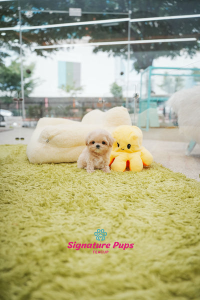 Maltipoo - Mina