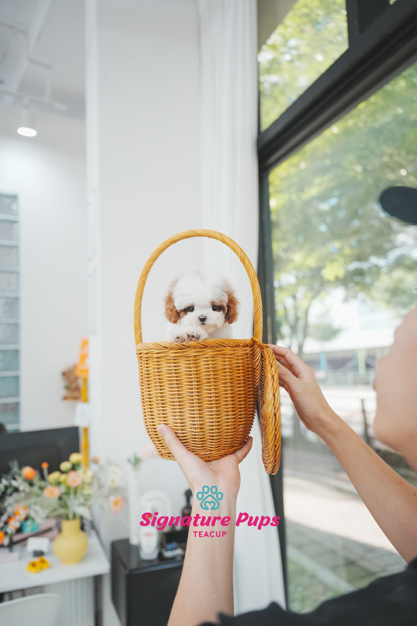 Parti Maltipoo - Pepe