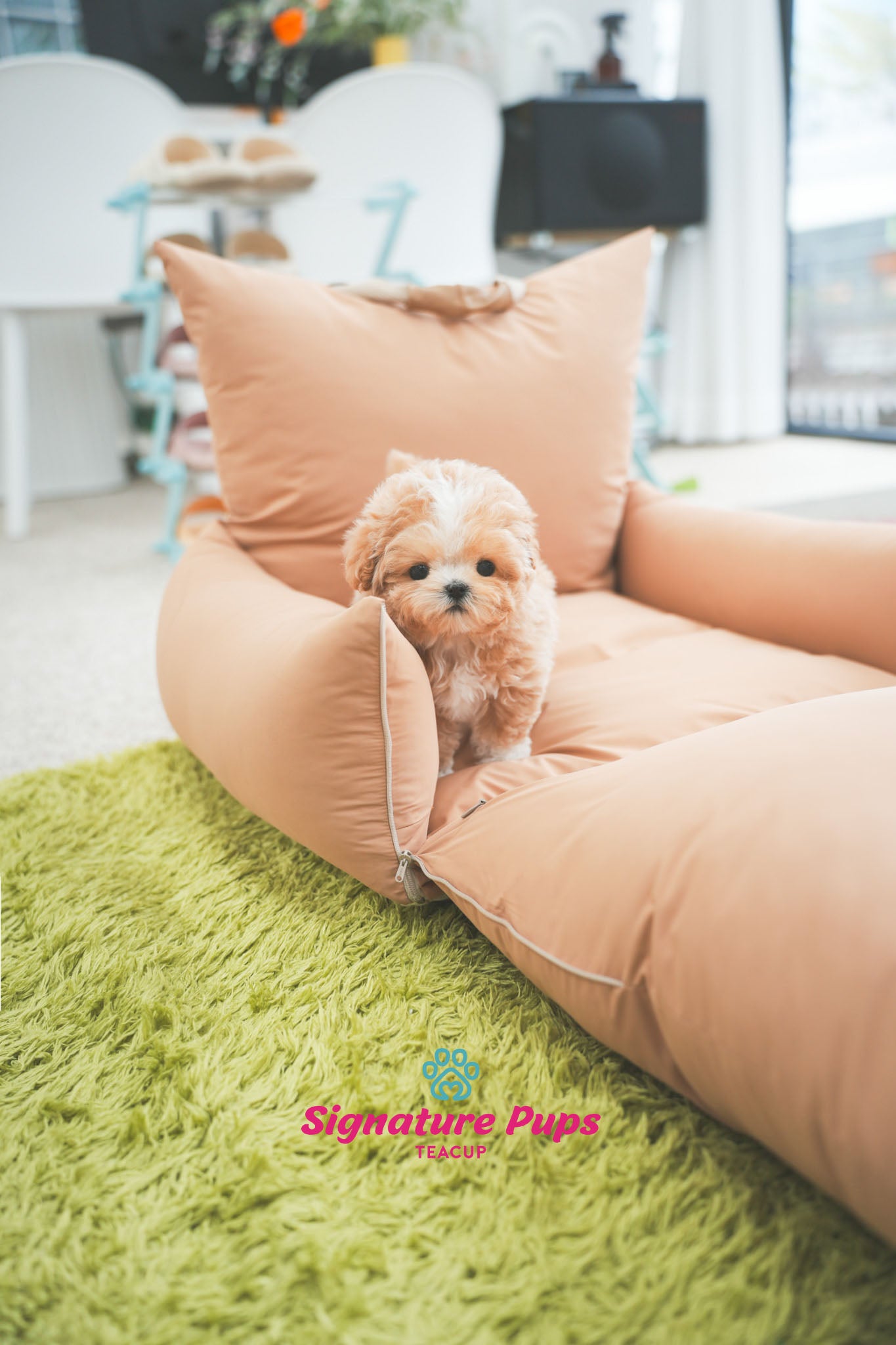 Parti Maltipoo - Benji