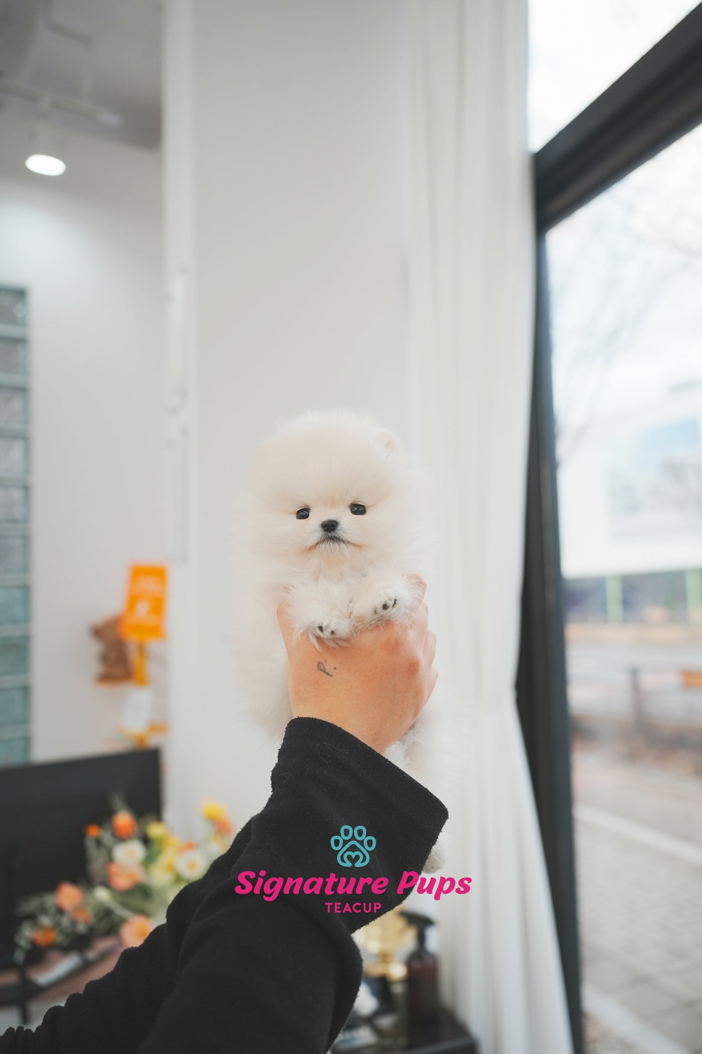 Cream Pomeranian -  Lilly