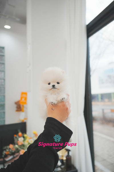 Cream Pomeranian -  Lilly