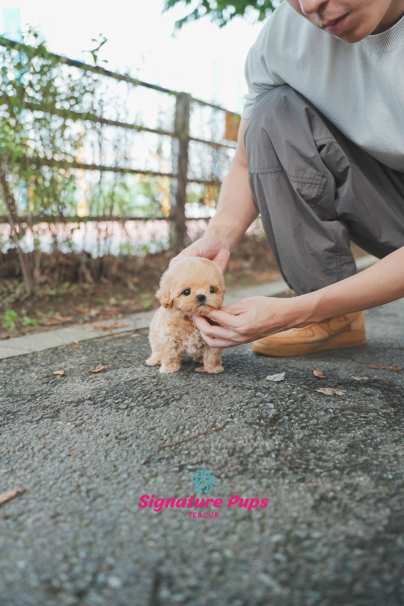 Maltipoo - Bonie (Reserved to Los Angeles)