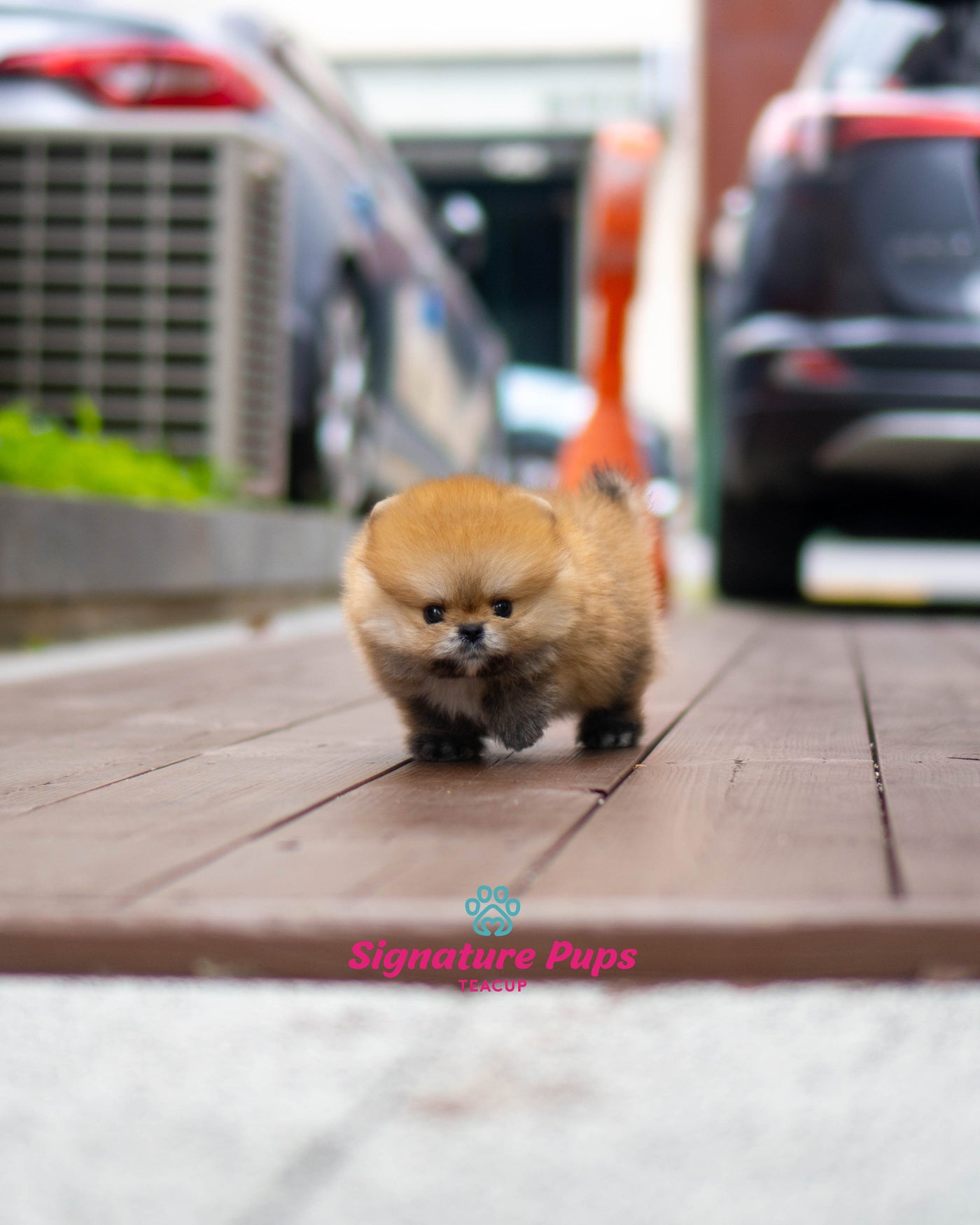 Orange Pomeranian- Poka (Reserved to Washington DC)