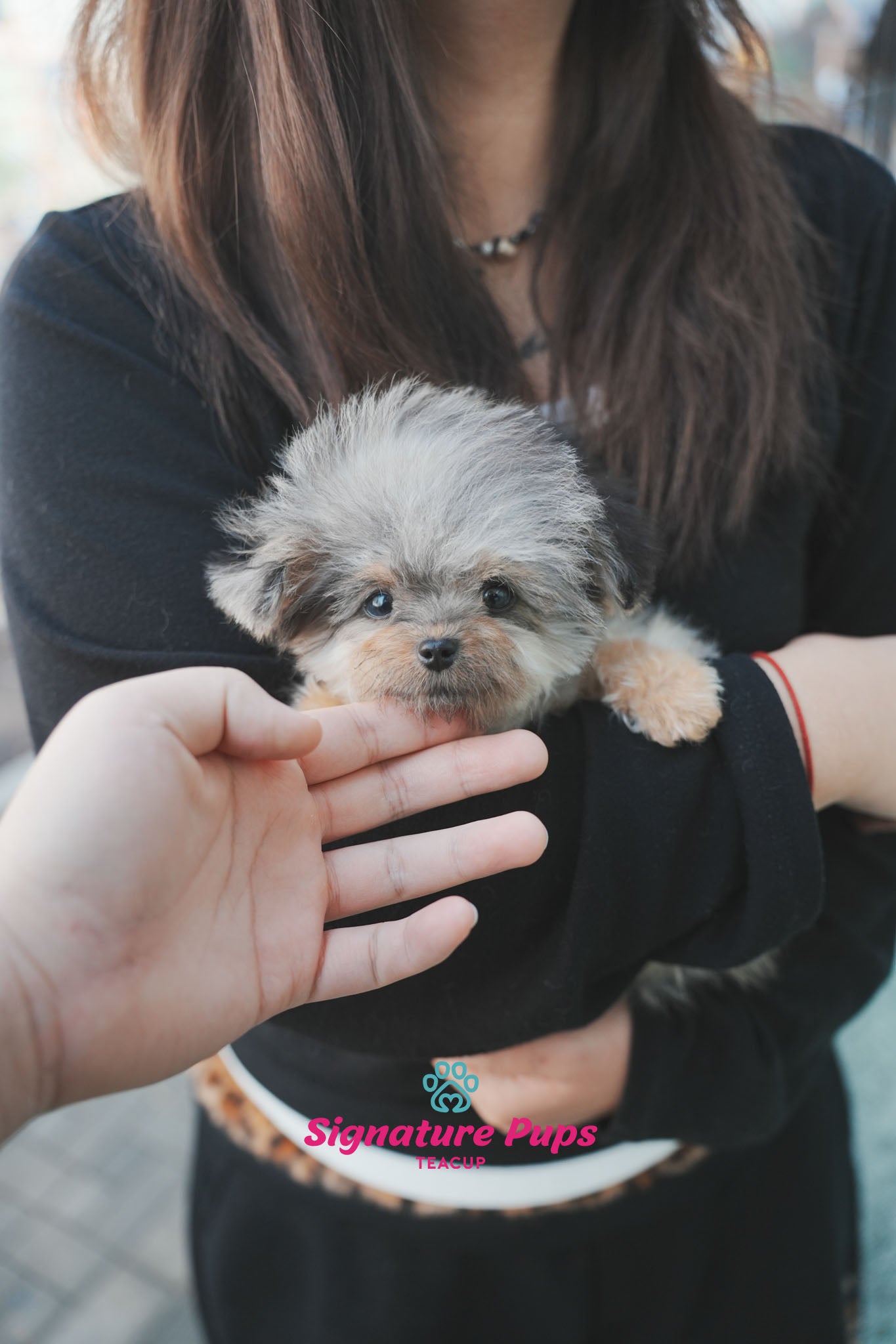 6 month old Blue Merle Maltipoo - Mari
