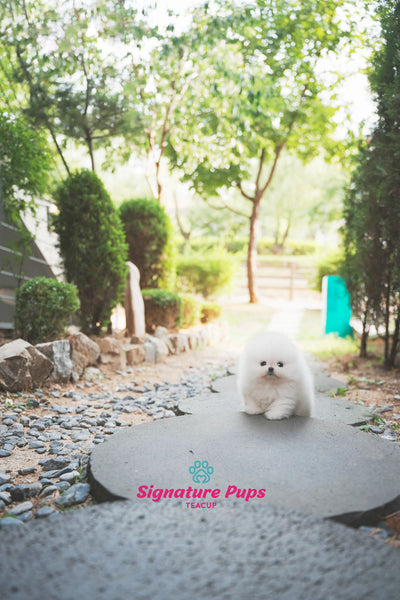 Champ Bloodline Pomeranian - Mocchi (Reserved to New York)