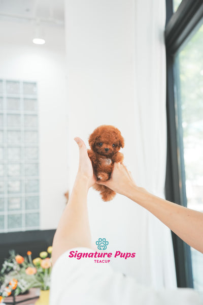 Red Poodle - Maru (Reserved to Toronto)