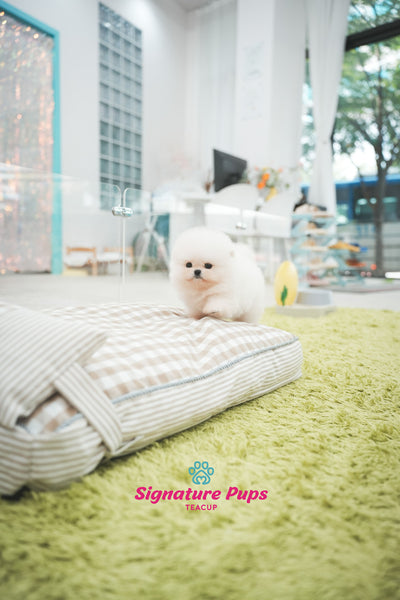 Pomeranian - Lulu