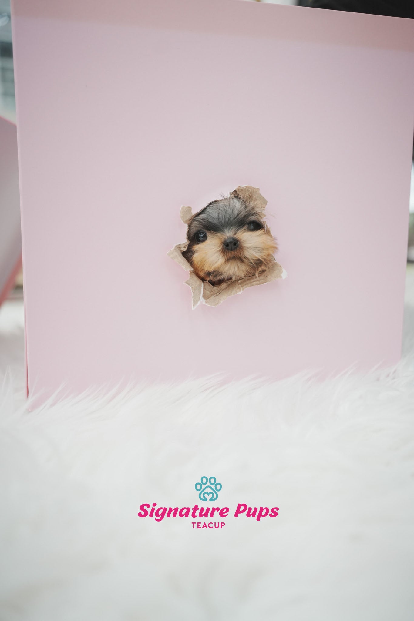 Yorkshire Terrier - Chloe