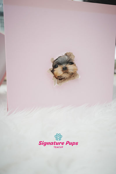 Yorkshire Terrier - Chloe